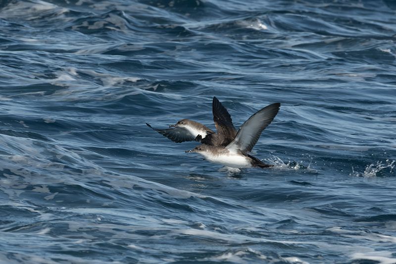 Baldriga mediterrànea (Puffinus yelkouan)