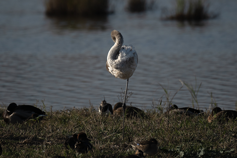 Flamenc ( Phoenicopterus ruber)