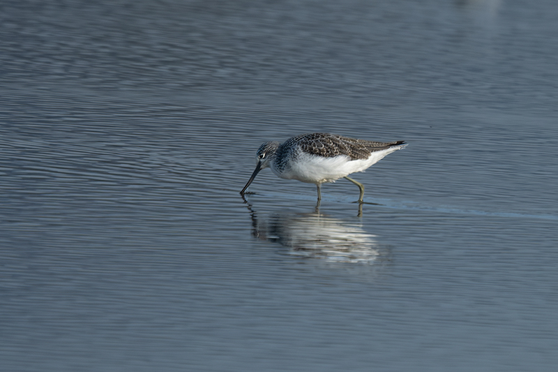 Gamba verda (Tringa nebularia)