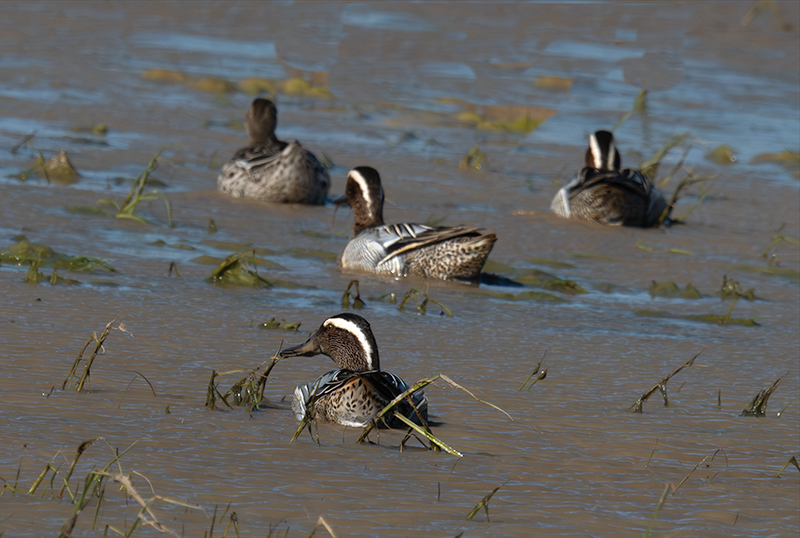 Xarrasclet ( Anas querquedula )