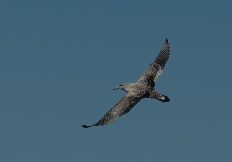 Baldriga mediterrànea (Puffinus yelkouan)