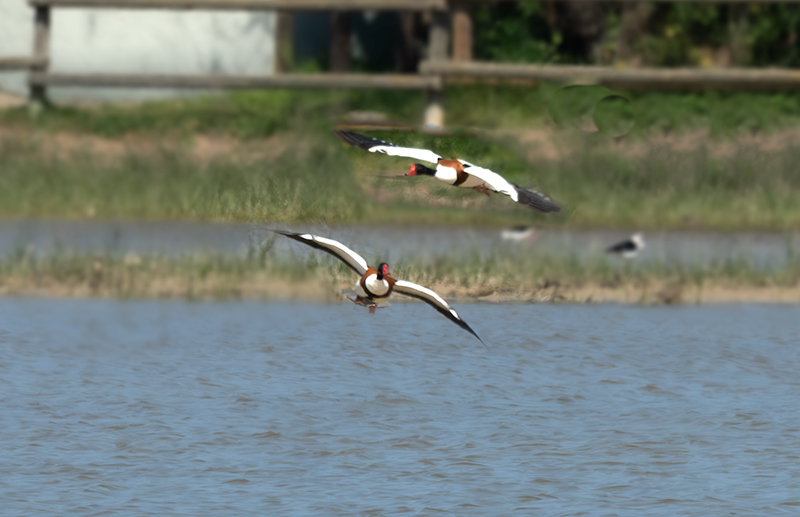 Ànec blanc (Tadorna tadorna)