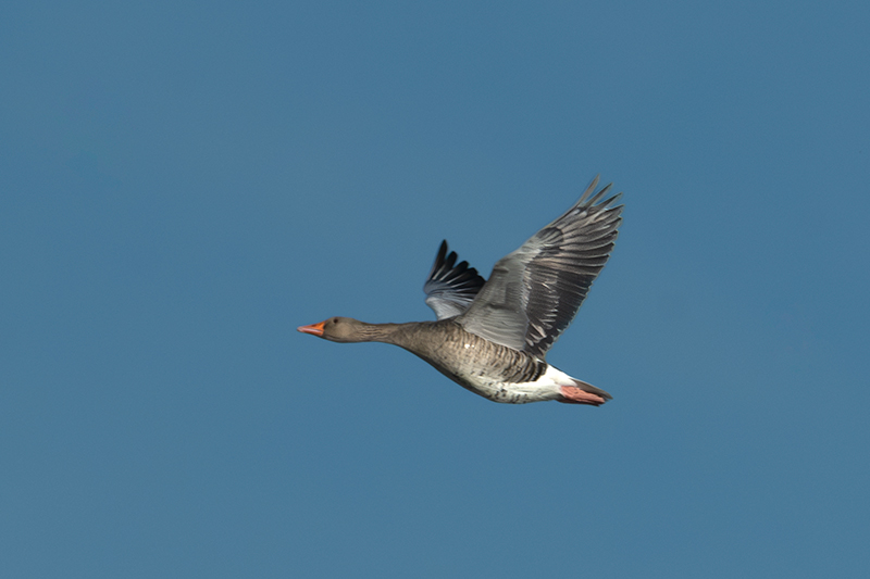 Ánsar Común (Anser anser)