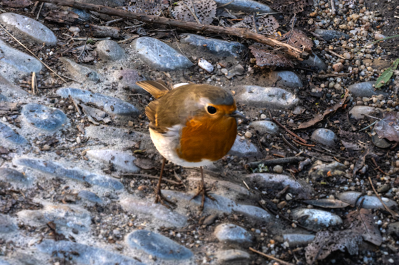 Pit roig (Erithacus rubecola)