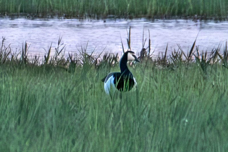 Oca de galta blanca (Branta leucopsis) 1d2