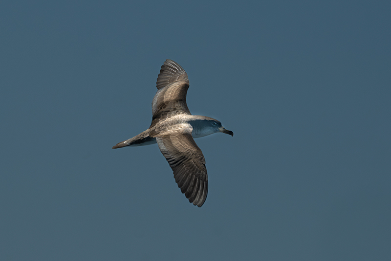 Baldriga mediterrànea (Puffinus yelkouan)