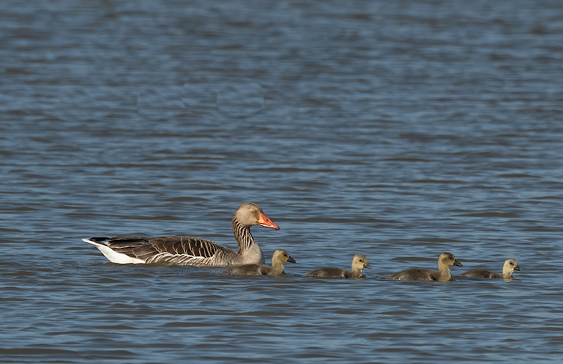 Oca vulgar (Anser anser)