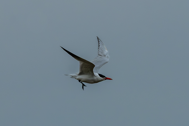 Xatrac gros (Sterna caspia)