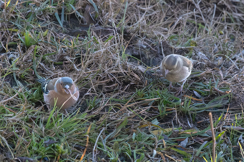 Pinsà comú (Fringilla coelebs)