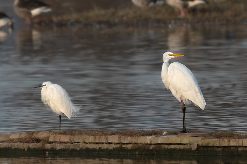 Agró blanc ( Ardea alba )i Martinet blanc (Egretta garzetta)