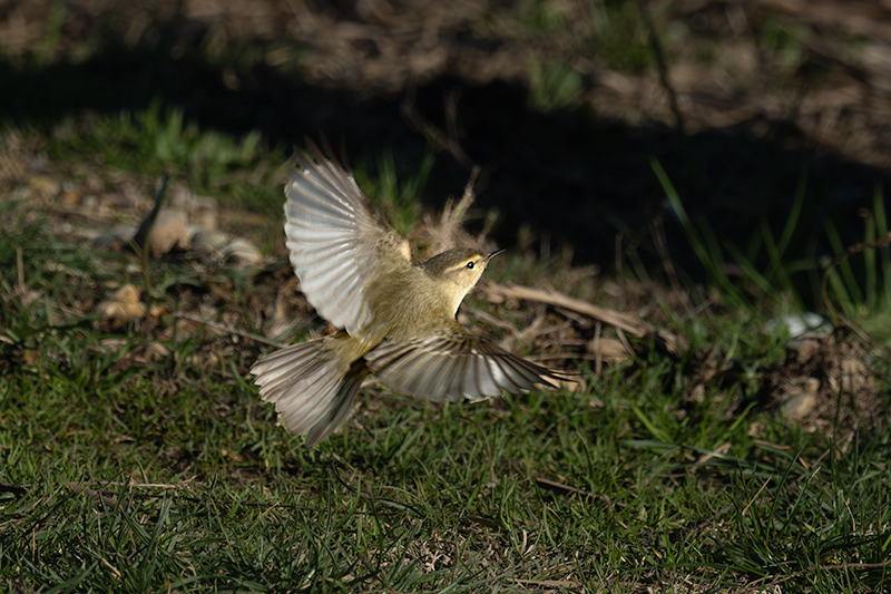 Mosquiter comú (Phylloscopus collybita)