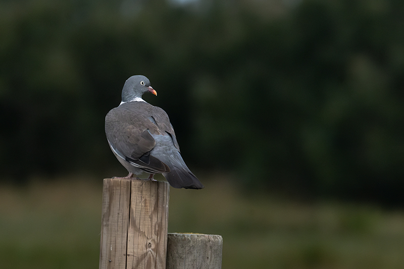 Tudó (Columba palumbus)