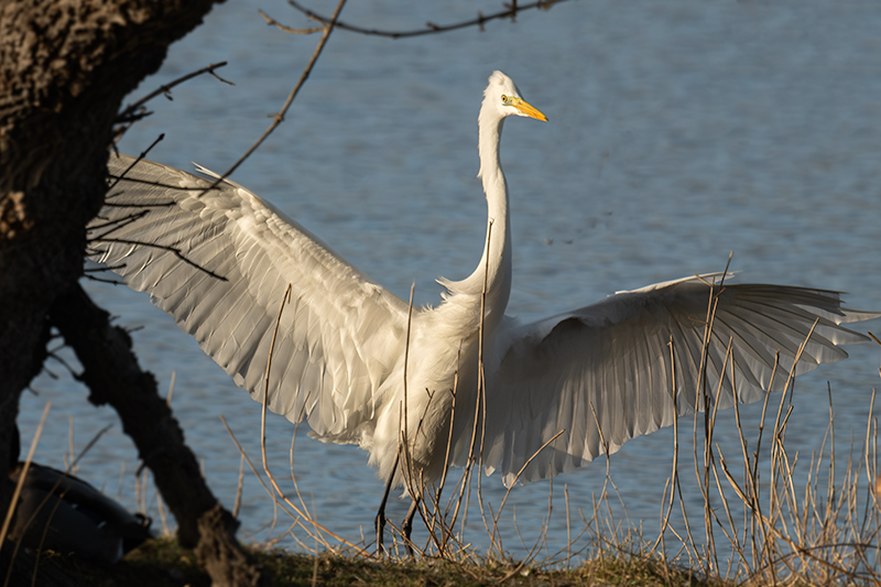 Agró blanc . Ardea alba