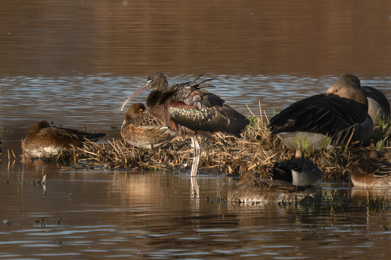 Capó reial ( Plegadis falcinellus )