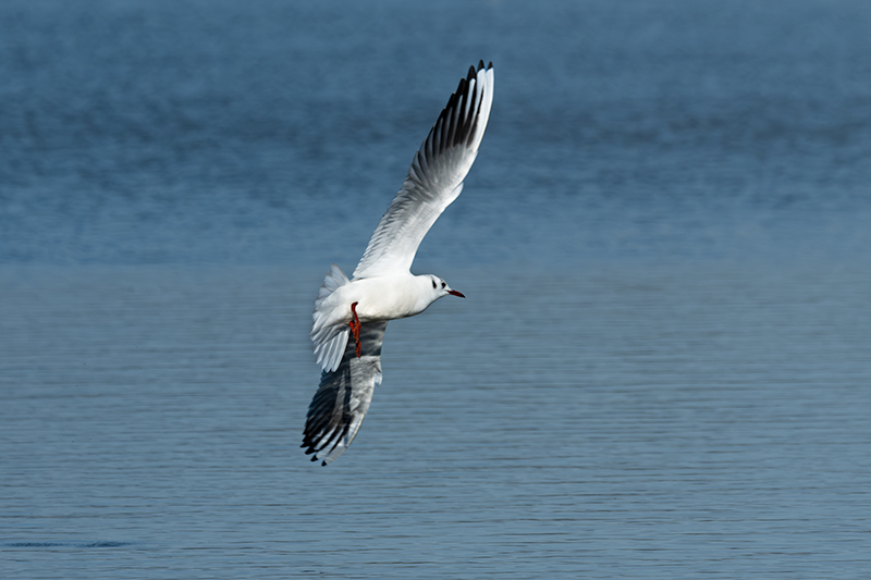 Gavina vulgar (Larus ridibundus)