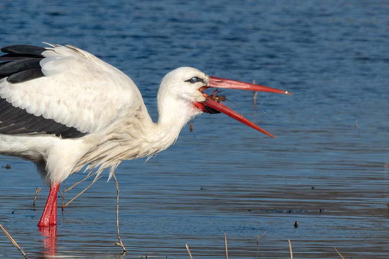 Cigonya ( Ciconia ciconia )