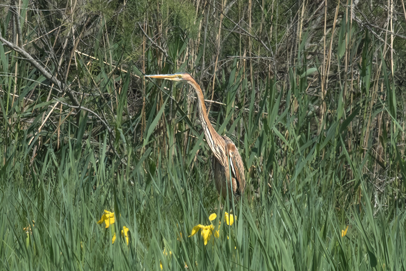 Agró roig ( Ardea purpurea )