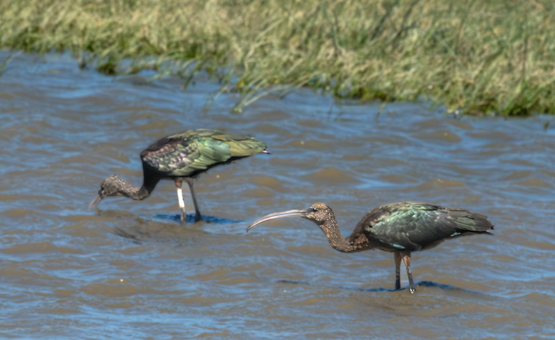 Capó reial ( Plegadis falcinellus )