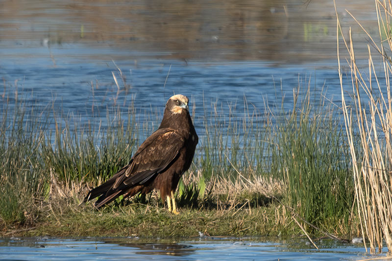 Arpella vulgar (Circus aeruginosus)
