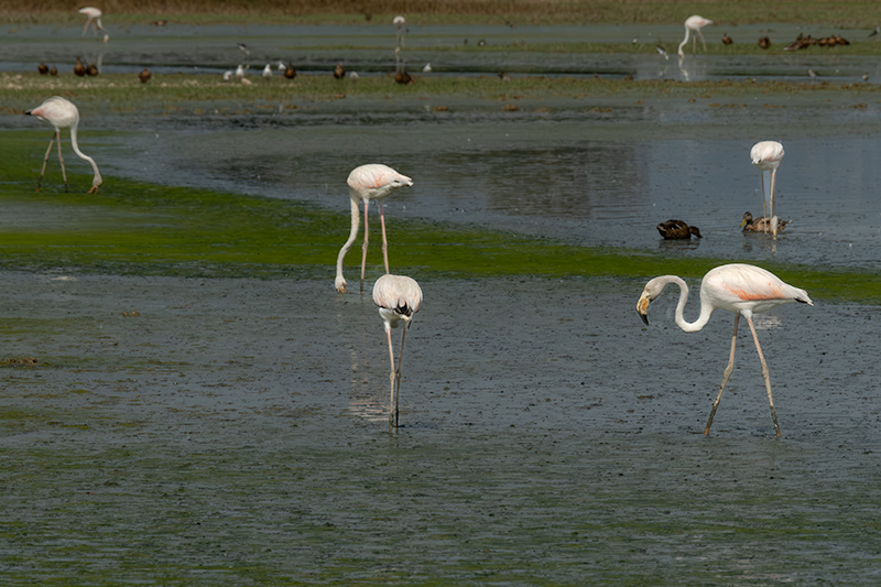 Flamenc ( Phoenicopterus ruber)