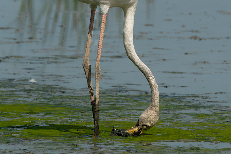 Flamenc ( Phoenicopterus ruber)