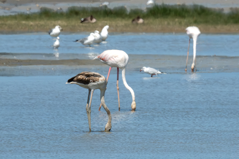 Flamenc ( Phoenicopterus ruber)