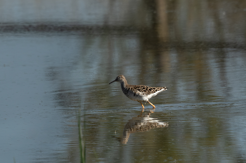 Batallaire (Philomachus pugnax)