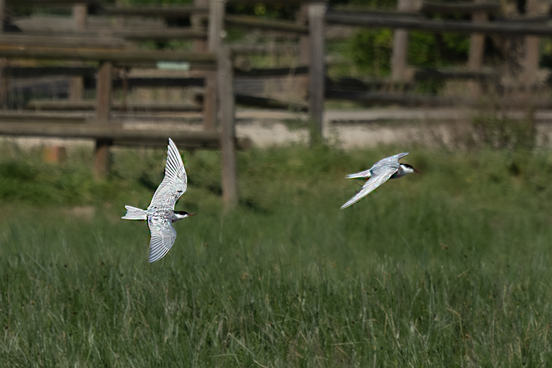 Fumarell carablanc ( Chlydonias hybridus )