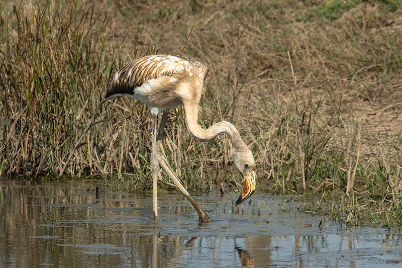 Flamenc ( Phoenicopterus ruber)