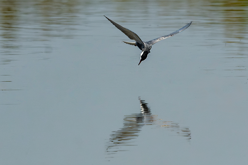 Fumarell carablanc ( Chlydonias hybridus )