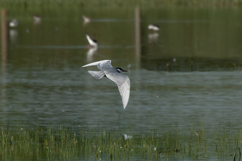 Fumarell carablanc ( Chlydonias hybridus )