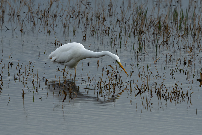 Agró blanc ( Ardea alba )