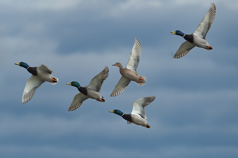 Ànec collverd (Anas platyrhynchos)