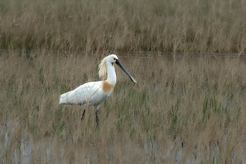 Bec Planer (Platalea leucorodia)