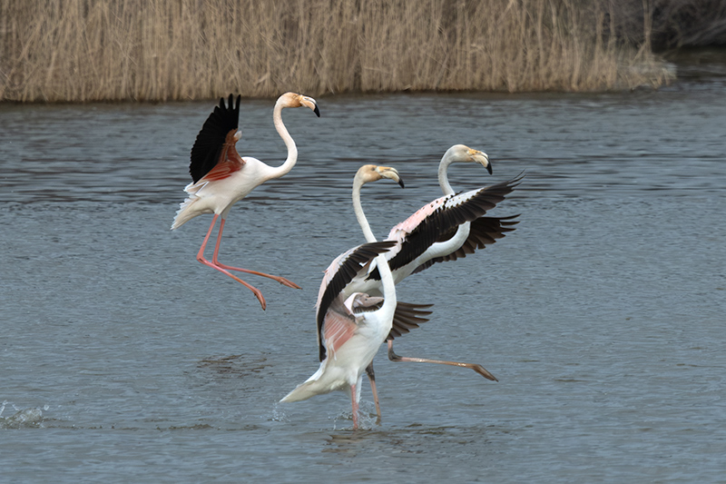 Flamenc ( Phoenicopterus ruber)