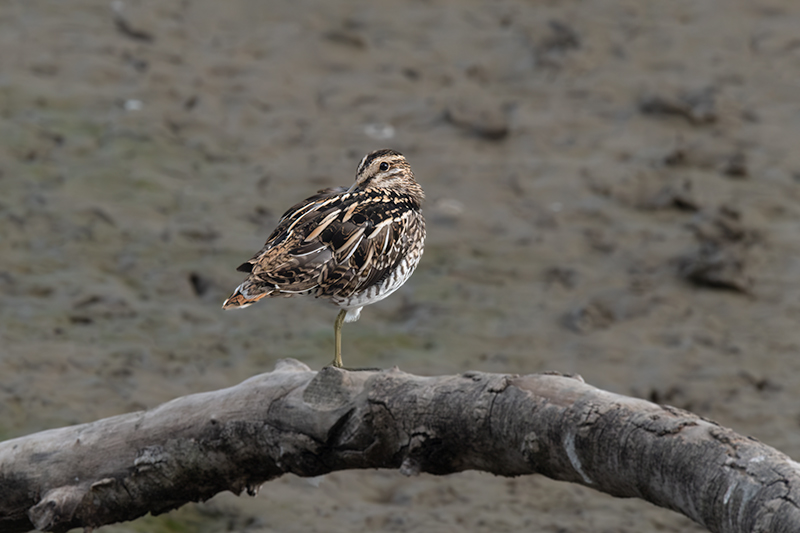 Becadell comú (Gallinago gallinago)