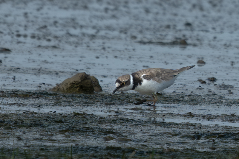 Corriol petit (Charadrius dubius)