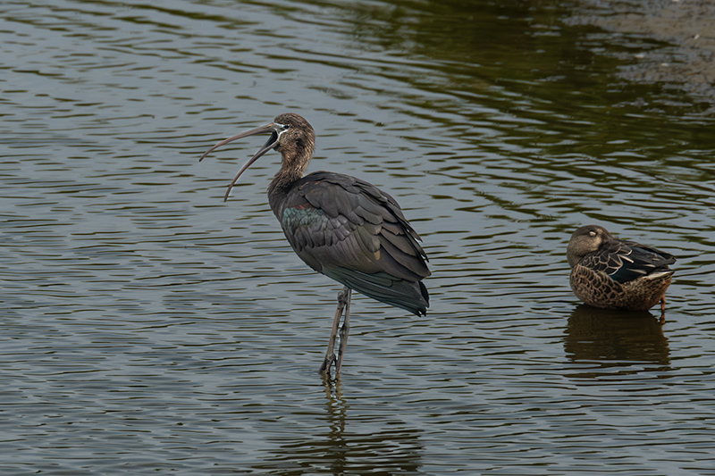 Capó reial ( Plegadis falcinellus )