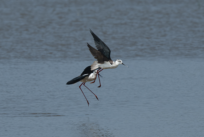 Cames llargues (Himantopus himantopus)