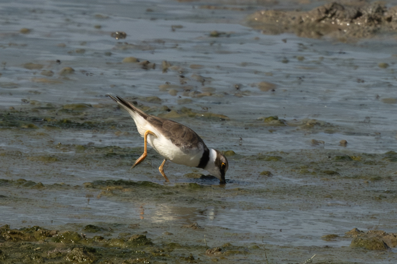 Corriol gros (Charadrius hiaticula)
