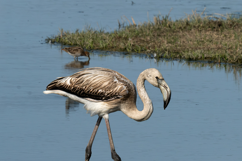 Flamencs ( Phoenicopterus ruber)