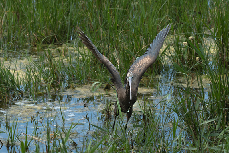 Capó reial ( Plegadis falcinellus )