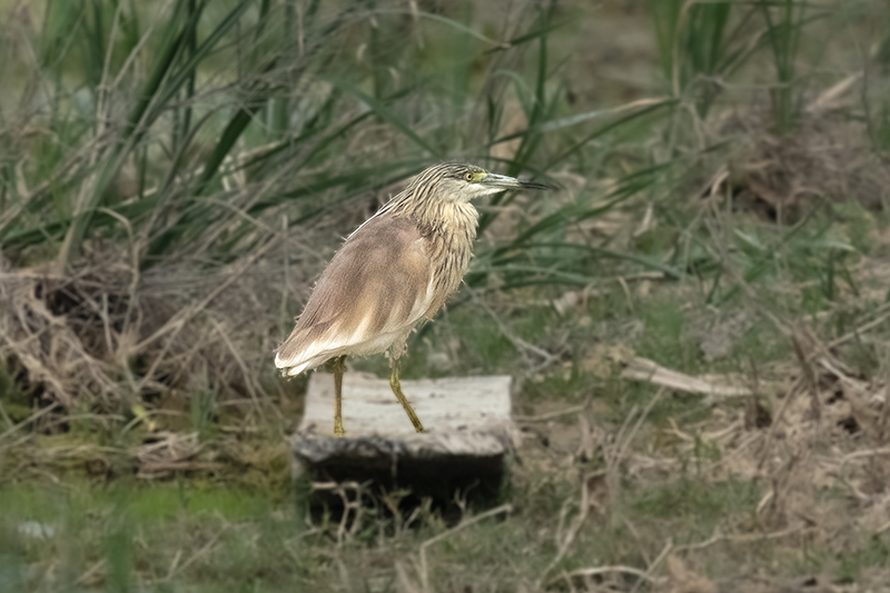 Martinet ros (Ardeola ralloides)