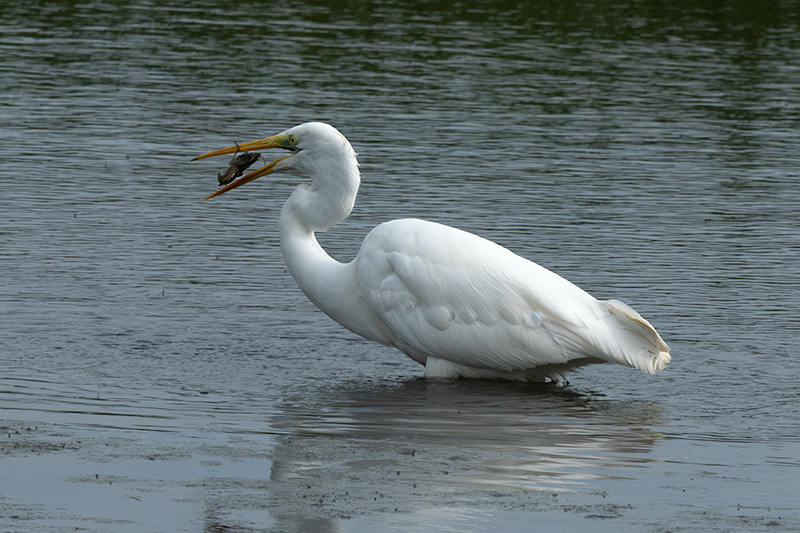 Agró blanc ( Ardea alba )