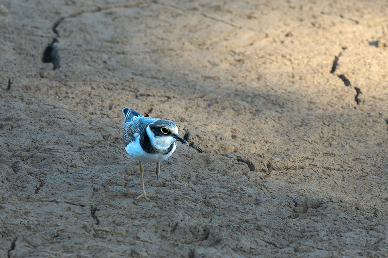 Corriol petit (Charadrius dubius)