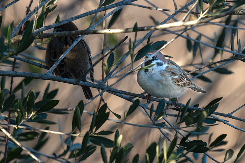 Pardal xarrec (Passer montanus)