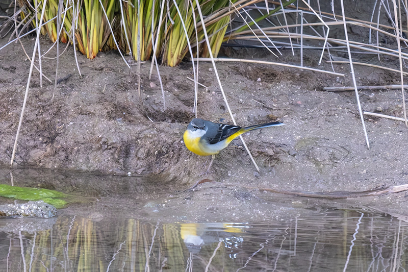 Cuereta torrentera (Motacilla cinerea)