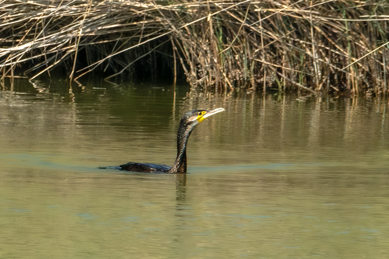 Corb marí ( Phalacrocorax carbon )