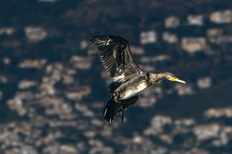 Corb marí ( Phalacrocorax carbon )