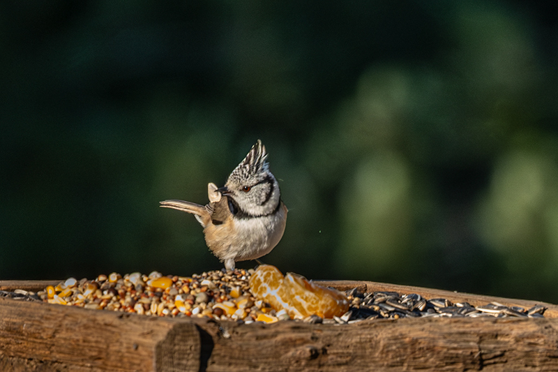 Mallerenga emplomallada (Parus cristatus)